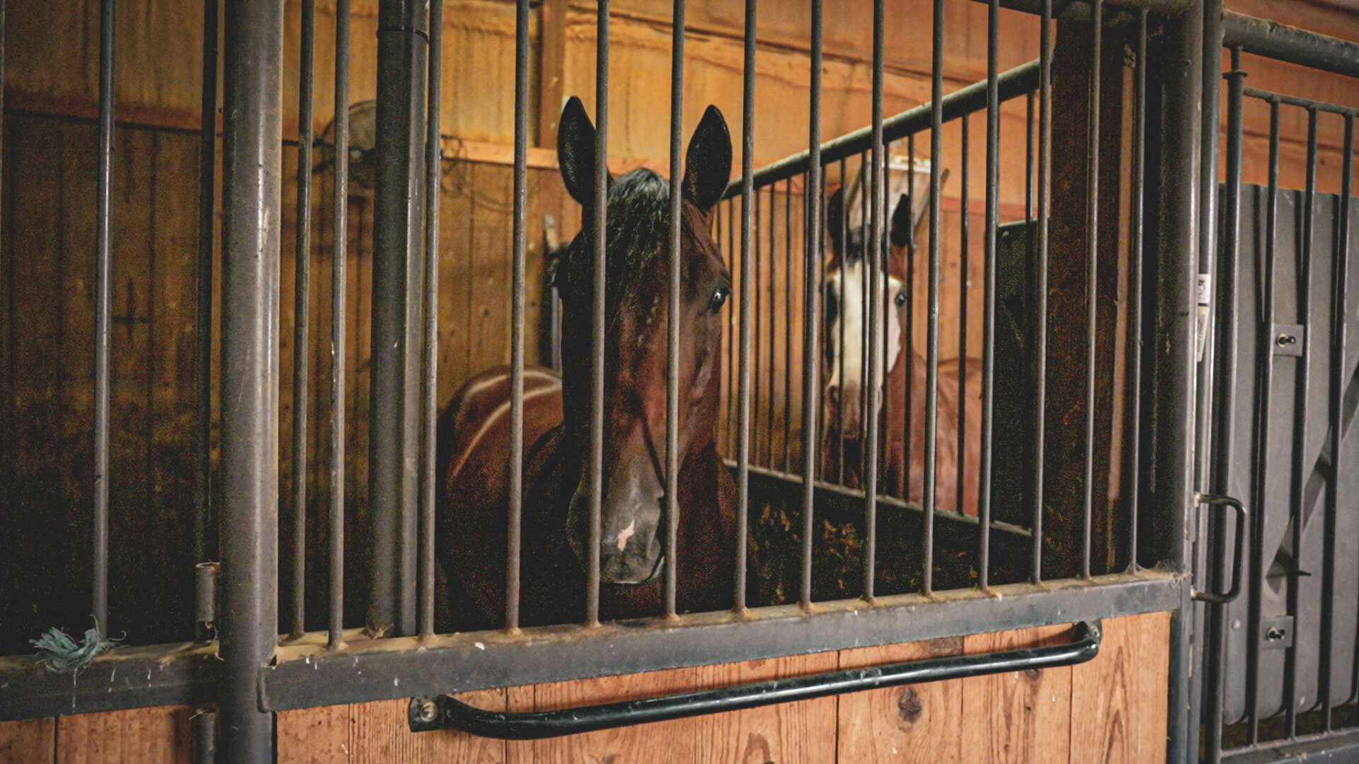 astro-buildings-horses